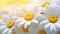 Daisy drops rain-kissed petals glisten with nature\\\'s tears