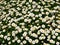 Daisy field (Bellis Perennis)