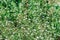 Daisy field plant carpet. Blooming small flowers in summer on a green meadowÑŽ
