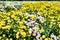 Daisy fields harvested in Taiwan