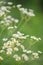 Daisy Fleabane Closeup