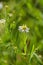 Daisy Fleabane, Eriger annuus