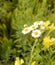 Daisy Fleabane, Erigeron annuus wildflower