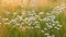 Daisy fleabane sunrise summer background