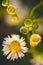 Daisy Fleabane Wildflowers Macro