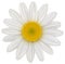 Daisy flower