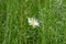 daisy flower alone between grasses
