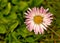 .Daisy flower Bellis annua in the garden