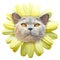 Daisy flower cat face petals pedigree shorthair
