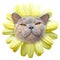Daisy flower cat face petals pedigree shorthair