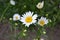 Daisy flower, chamomile.  Gardening. Matricaria