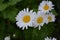 Daisy flower, chamomile.  Gardening. Matricaria. Perennial flowering plant of the Asteraceae family