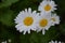 Daisy flower, chamomile.  Gardening. Matricaria. Perennial flowering plant of the Asteraceae family