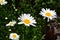 Daisy flower, chamomile. Matricaria Perennial flowering. White flowers