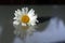 Daisy flower closeup with its reflection on the white table. Simplicity concept. Fragility concepts