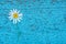 A daisy flower on a cracked blue wooden background.