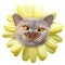 Daisy flower cross eyed cat face petals butterfly on nose