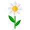 Daisy Flower Flat Icon Isolated on White