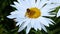 Daisy flower with gadfly on why beautiful chamomile with pollen