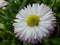 Daisy, flower, garden, lawn, meadow, outdoors, bouquet, summer ,, plants, beauty, nature ,, petals