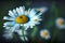 A daisy flower, generative ai illustration showcasing its delicate white petals with a sunny yellow center