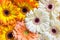 Daisy flower gerbera heads bouquet background. Flat lay floristic spring pattern