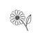 Daisy flower hand drawn sketch icon.