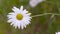 Daisy Flower In Hercules Garden, Scotland