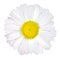 Daisy Flower Isolated - White with Yellow Center