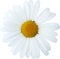 Daisy flower large head, natural - hand drawn clipping path