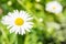 A daisy flower Matricaria Ð¡hamomilla, shot close up at sunny afternoon. Green grass as a background