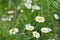 Daisy flower on the meadow, close up