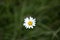 Daisy flower in a middle of a meadow
