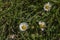 Daisy flower near small drain in green grass