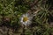 Daisy flower near small drain in green grass