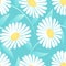 Daisy flower in a seamless pattern