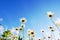 Daisy flower under blue sky