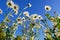 Daisy flower under blue sky