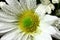 Daisy Flower With Water Drops Close Up