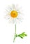 Daisy flower, watercolor hand drawn chamomile isolated on white background