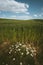 Daisy flower on wheat field