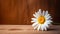 Daisy Flower on Wood Background with Copy Space