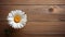 Daisy Flower on Wood Background with Copy Space