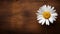 Daisy Flower on Wood Background with Copy Space