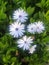 Daisy flowerbed in nature forming a background