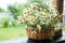 Daisy flowers in the basket. Basket with chamomile in the garden