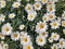 daisy flowers blooming love white yellow summers plant