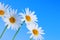 Daisy flowers on blue background