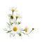 Daisy flowers and buds in a corner floral arrangement