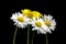Daisy Flowers and Buttercup on a Black Background